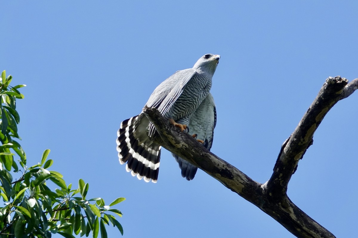Gray Hawk - ML644439118