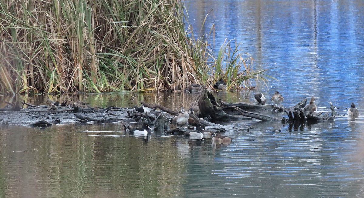 ringand - ML644439135