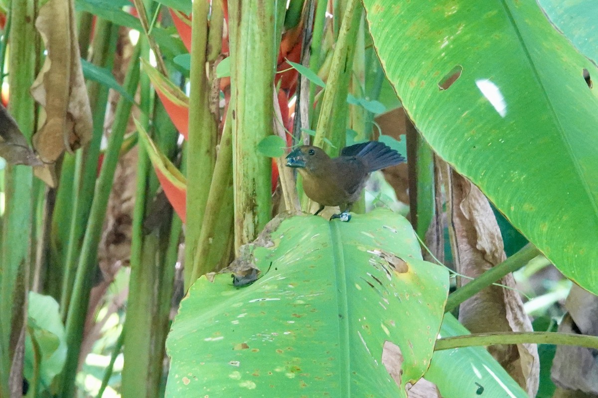 Blue-black Grosbeak - ML644439145