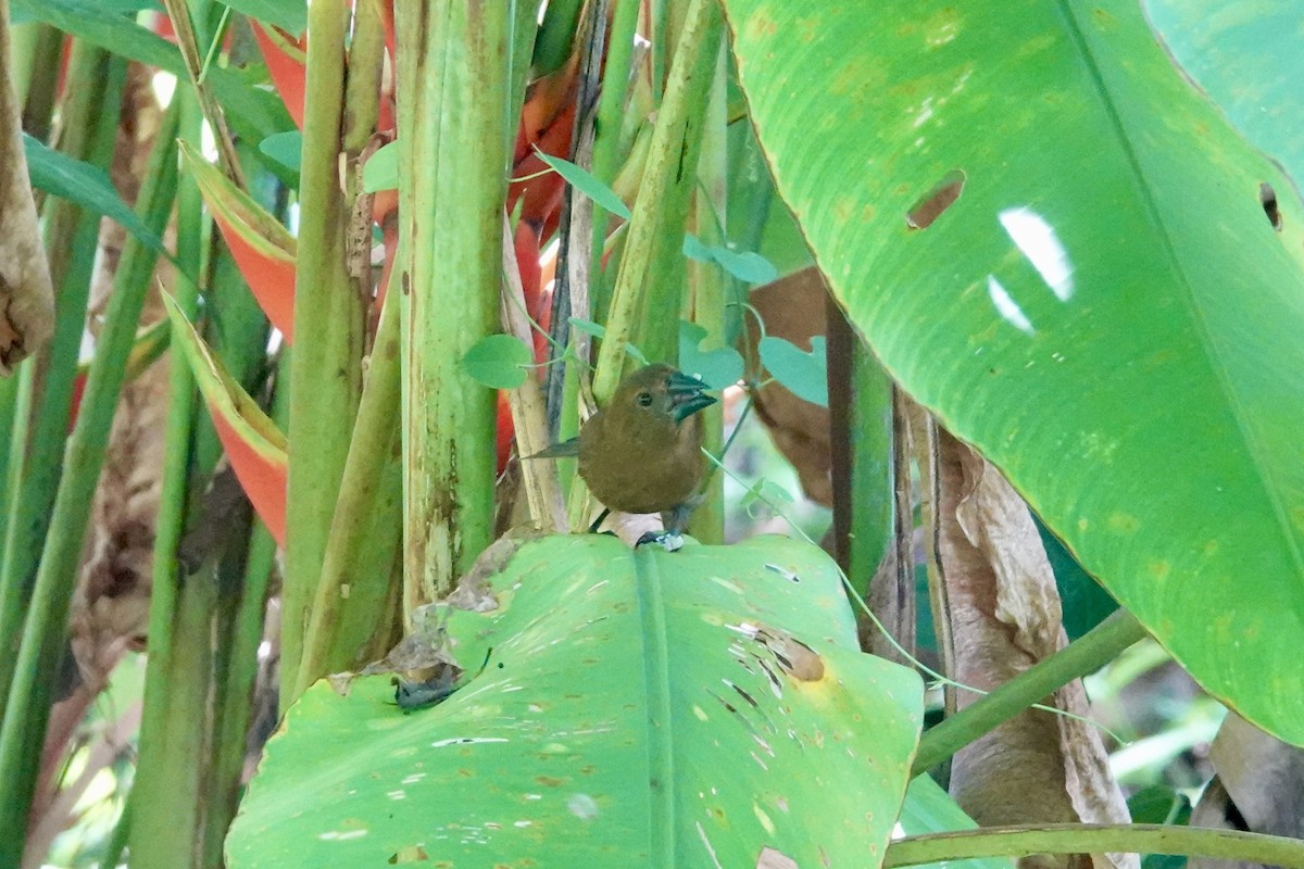 Blue-black Grosbeak - ML644439146