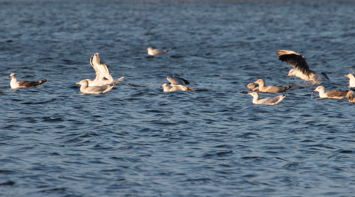 gull sp. - ML644439147