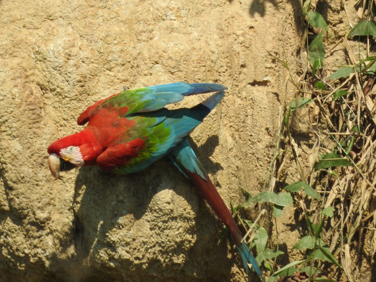 Red-and-green Macaw - ML644439153