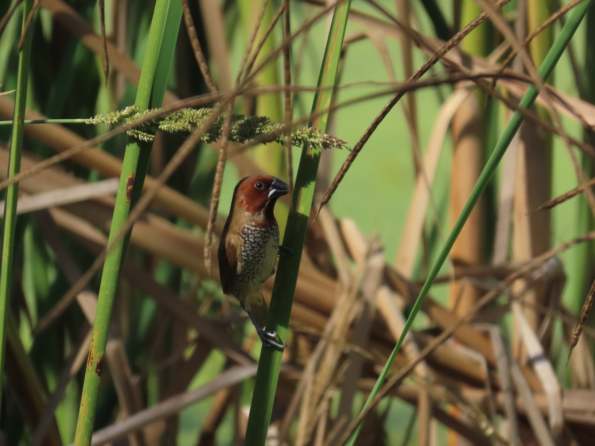 シマキンパラ - ML644439174