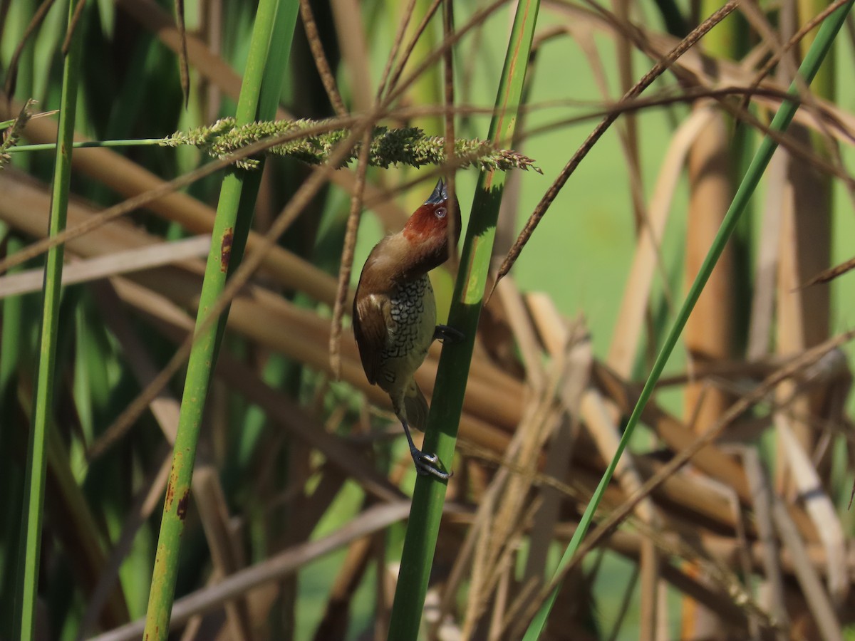 シマキンパラ - ML644439175