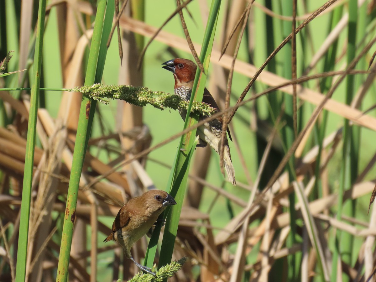 シマキンパラ - ML644439176