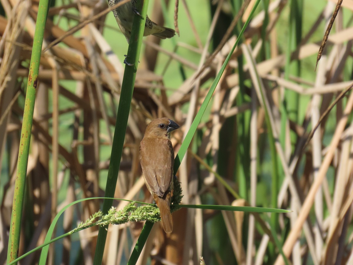 シマキンパラ - ML644439177