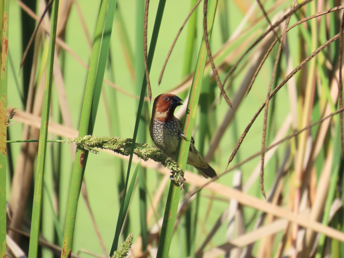 シマキンパラ - ML644439178