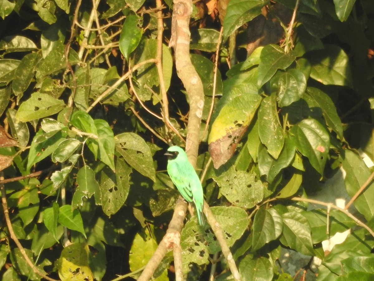 Swallow Tanager - ML644439186