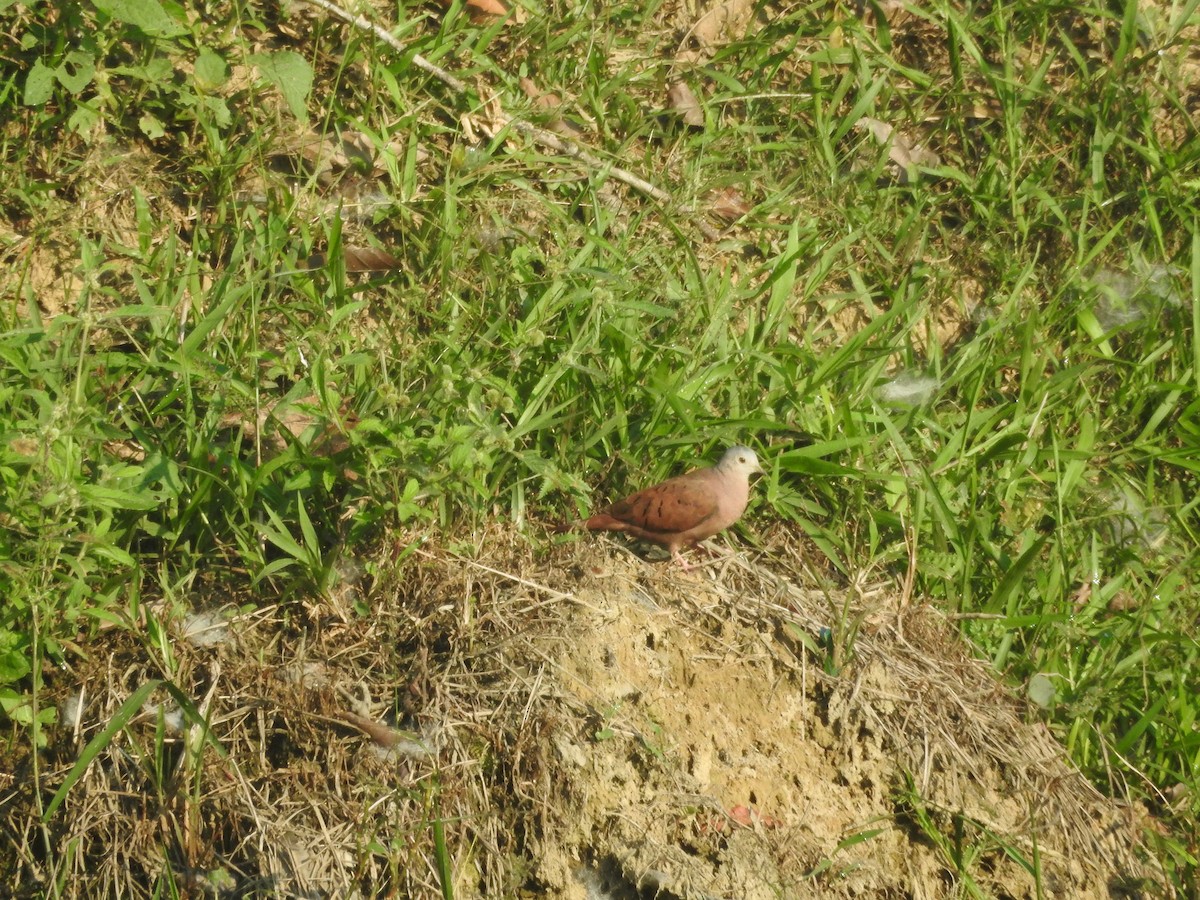 Ruddy Ground Dove - ML644439189