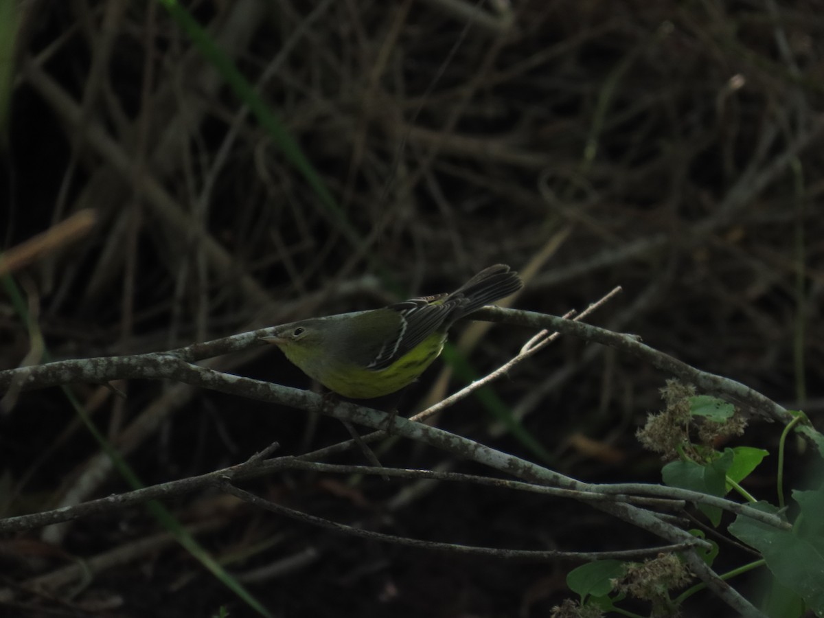 シロオビアメリカムシクイ - ML644439190