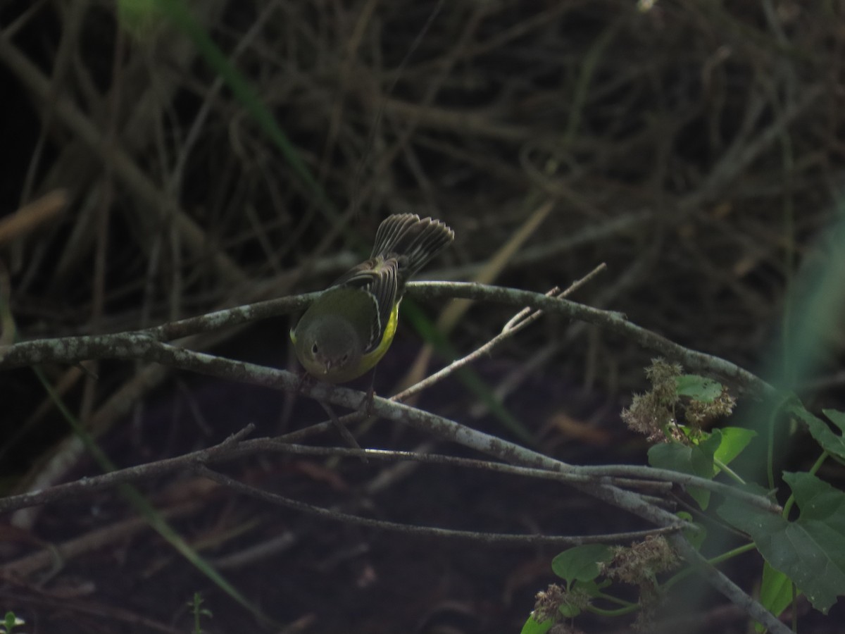 シロオビアメリカムシクイ - ML644439192