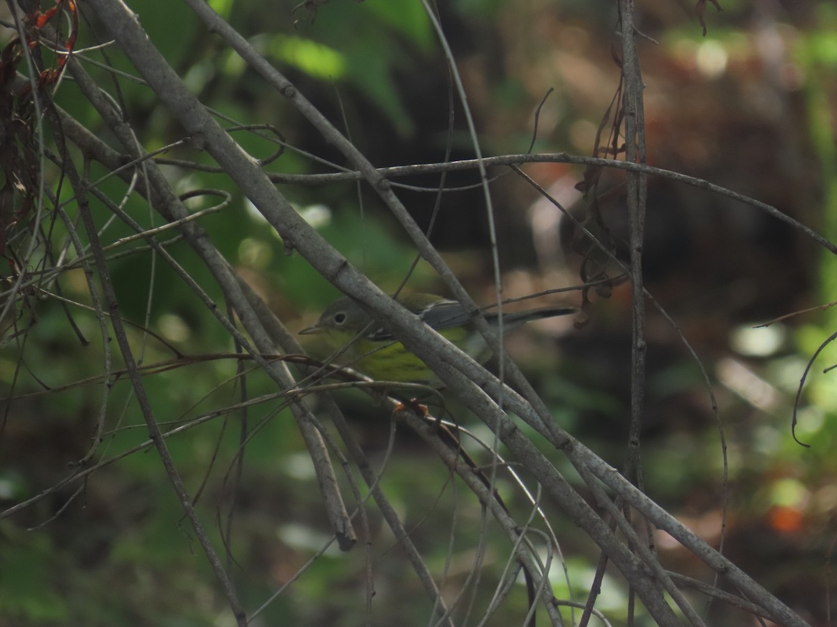 シロオビアメリカムシクイ - ML644439193