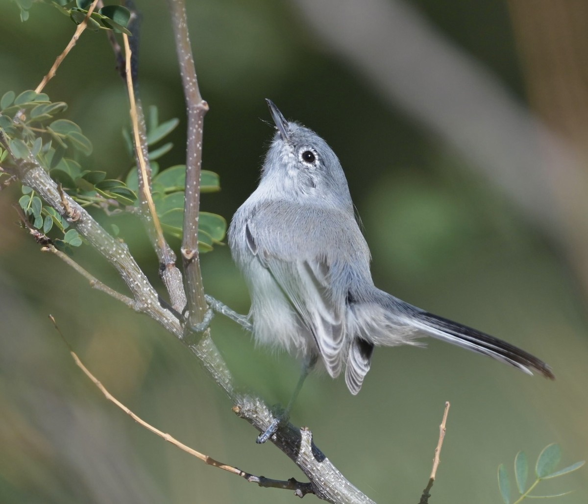 Perlita Grisilla - ML644439198