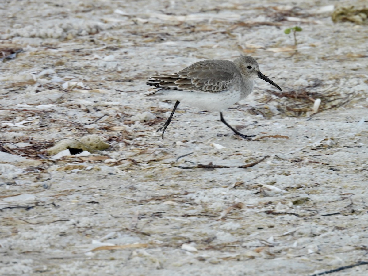 Alpenstrandläufer - ML644439210