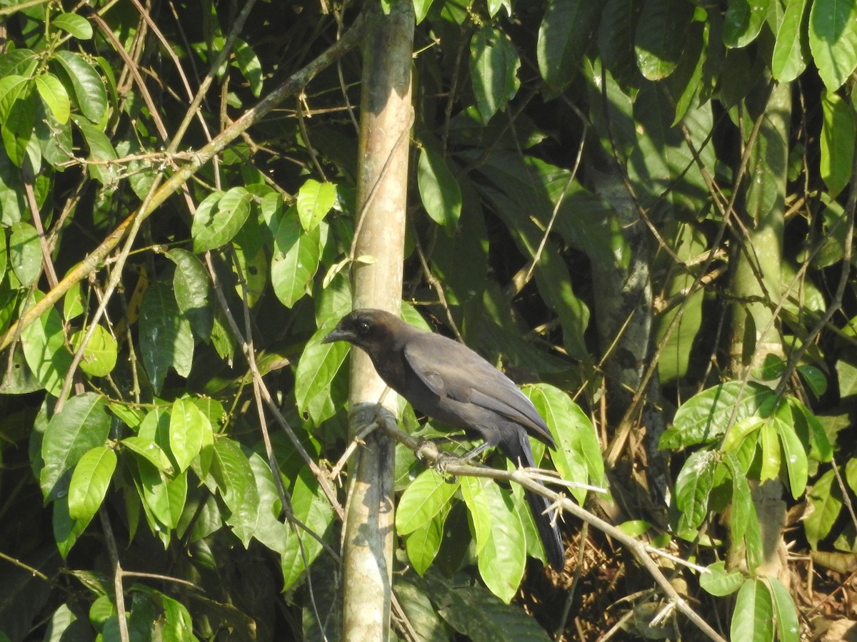 Purplish Jay - ML644439217