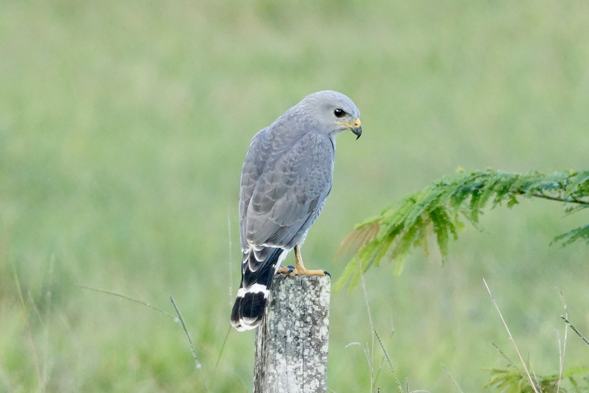 Gray Hawk - ML644439245