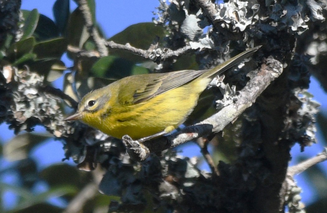 Paruline des prés - ML644439247