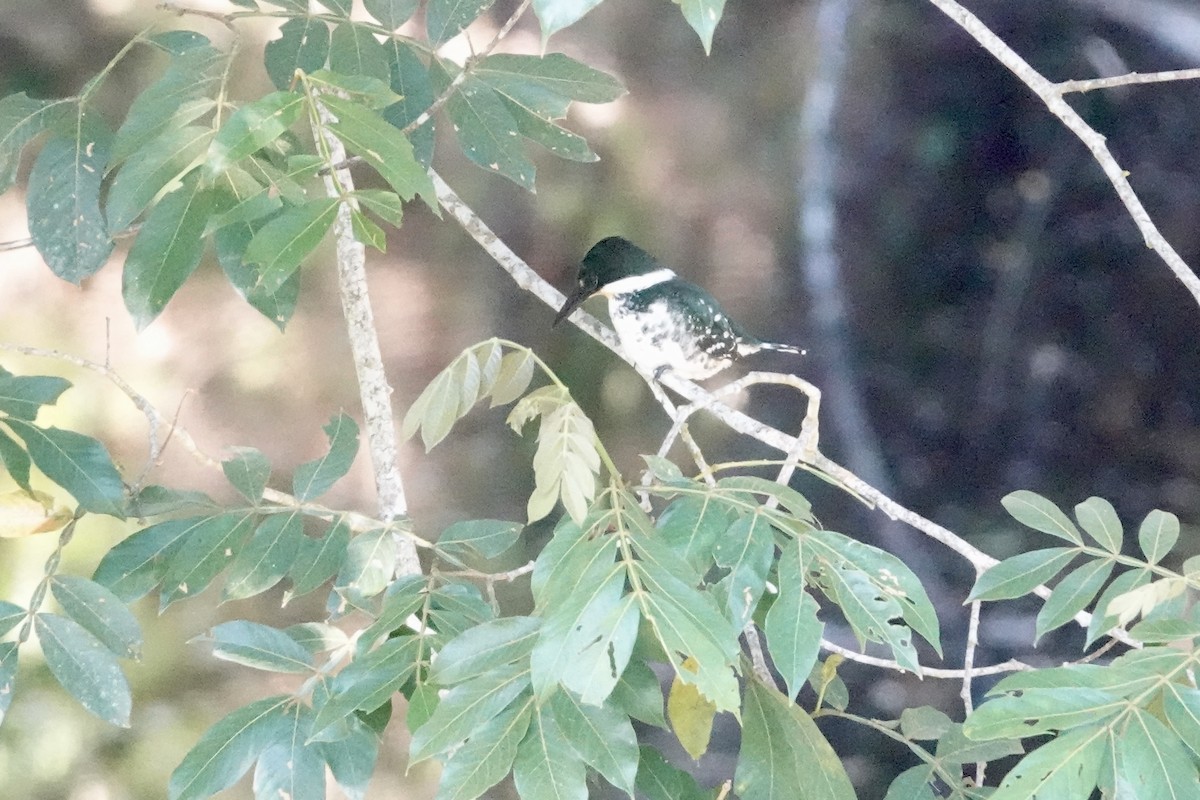 Green Kingfisher - ML644439254