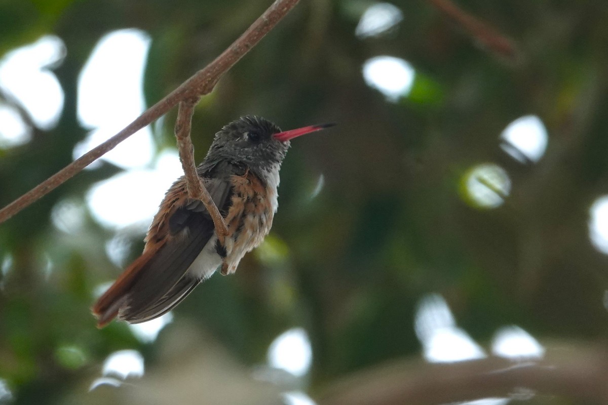 Amazilia Hummingbird - ML644439255