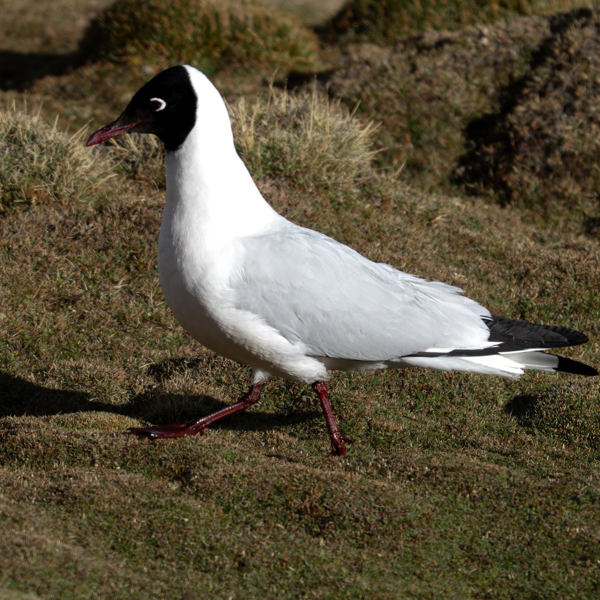 Andean Gull - ML644439262