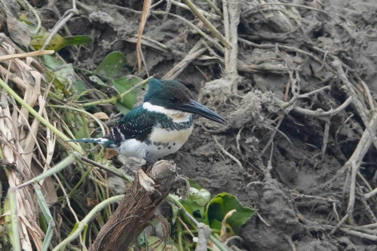 Green Kingfisher - ML644439272