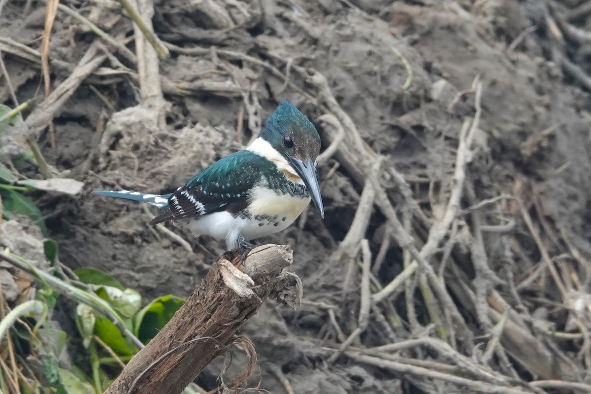 Green Kingfisher - ML644439274