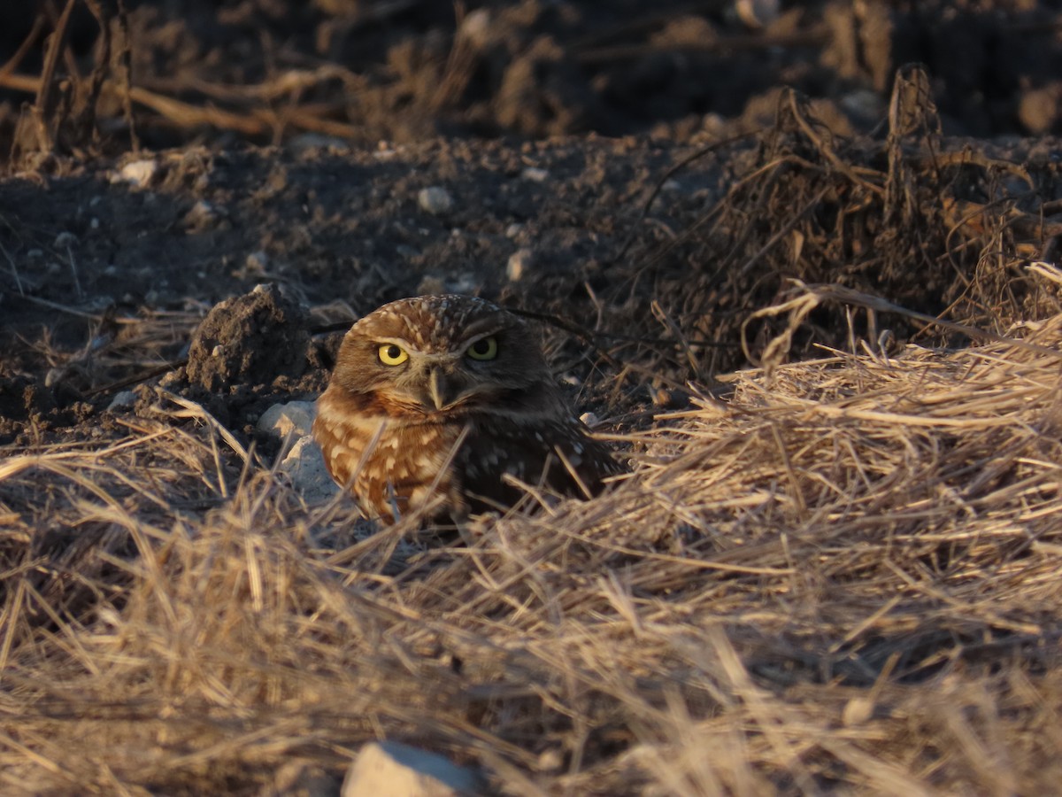Burrowing Owl - ML644439275