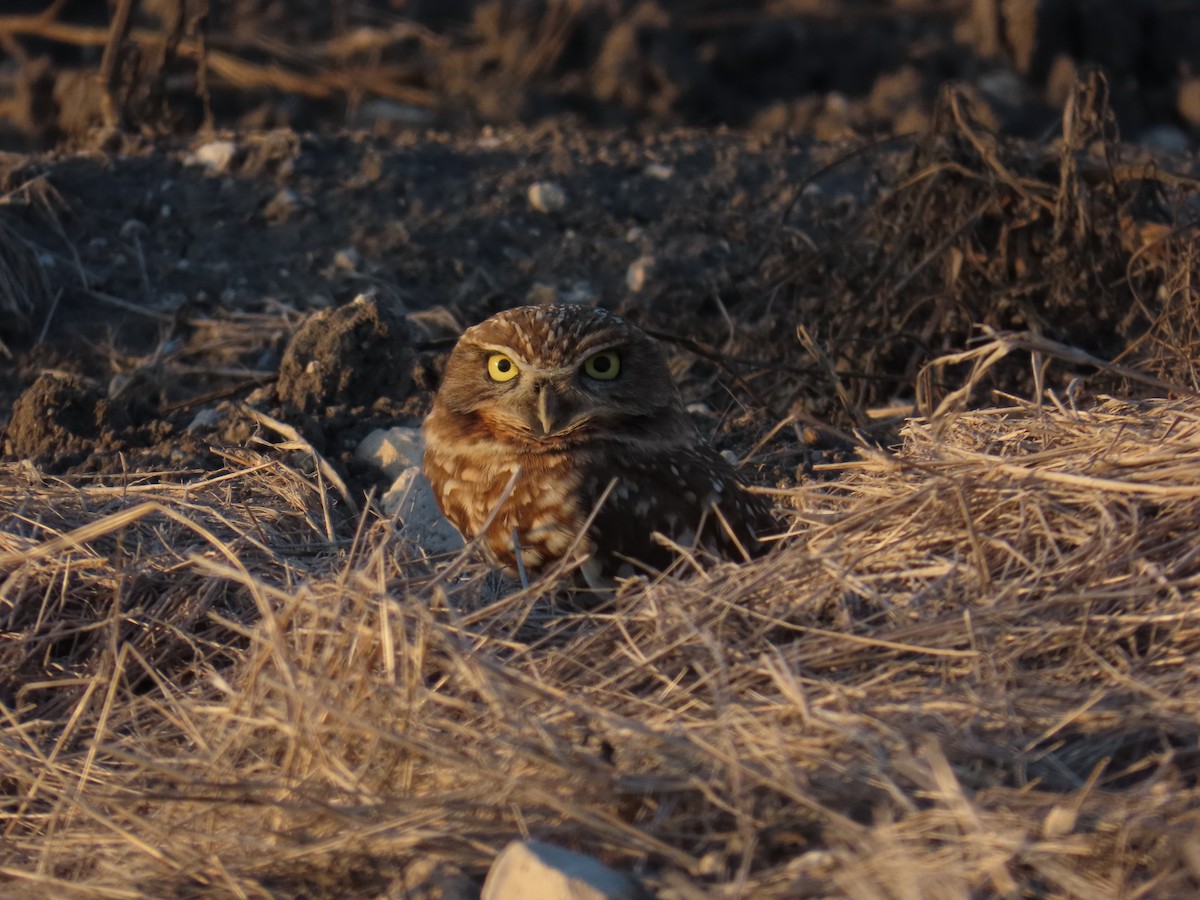 Burrowing Owl - ML644439276