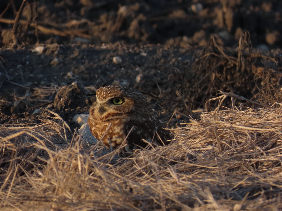Burrowing Owl - ML644439277