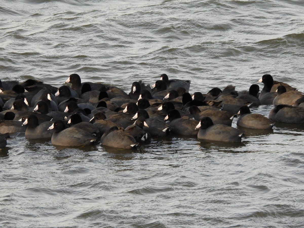 American Coot - ML644439281