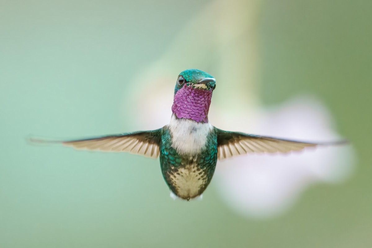 シロハラチビハチドリ - ML644439284