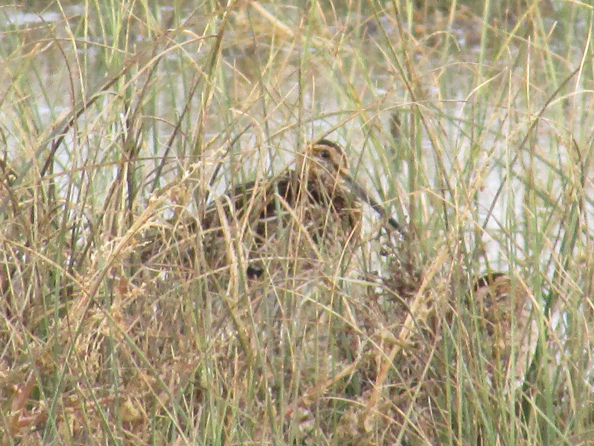 kanadabekkasin - ML644439289