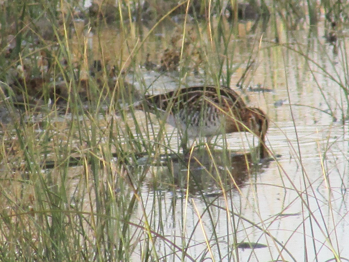 kanadabekkasin - ML644439290