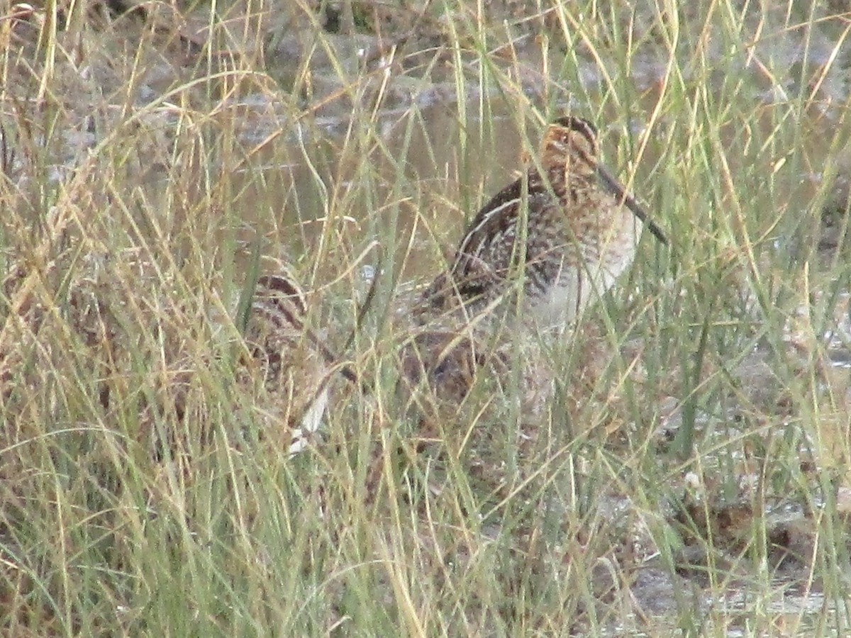 kanadabekkasin - ML644439291