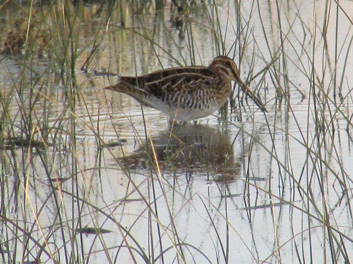 kanadabekkasin - ML644439292