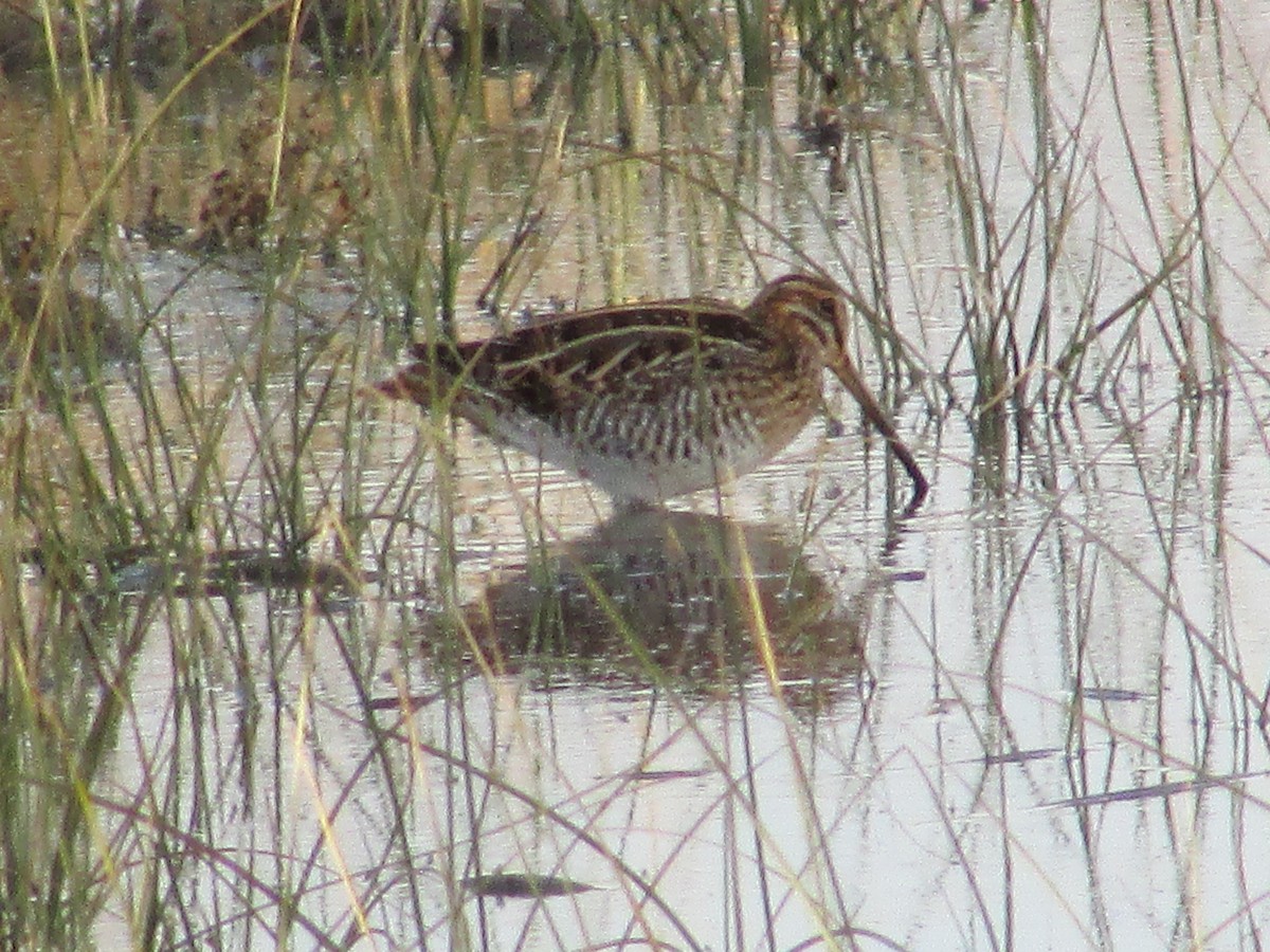 kanadabekkasin - ML644439294