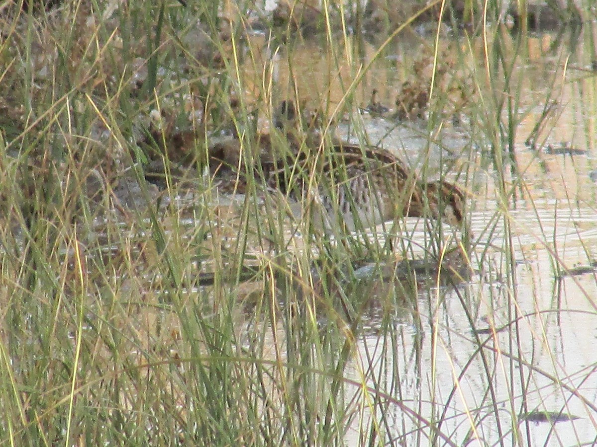 kanadabekkasin - ML644439296