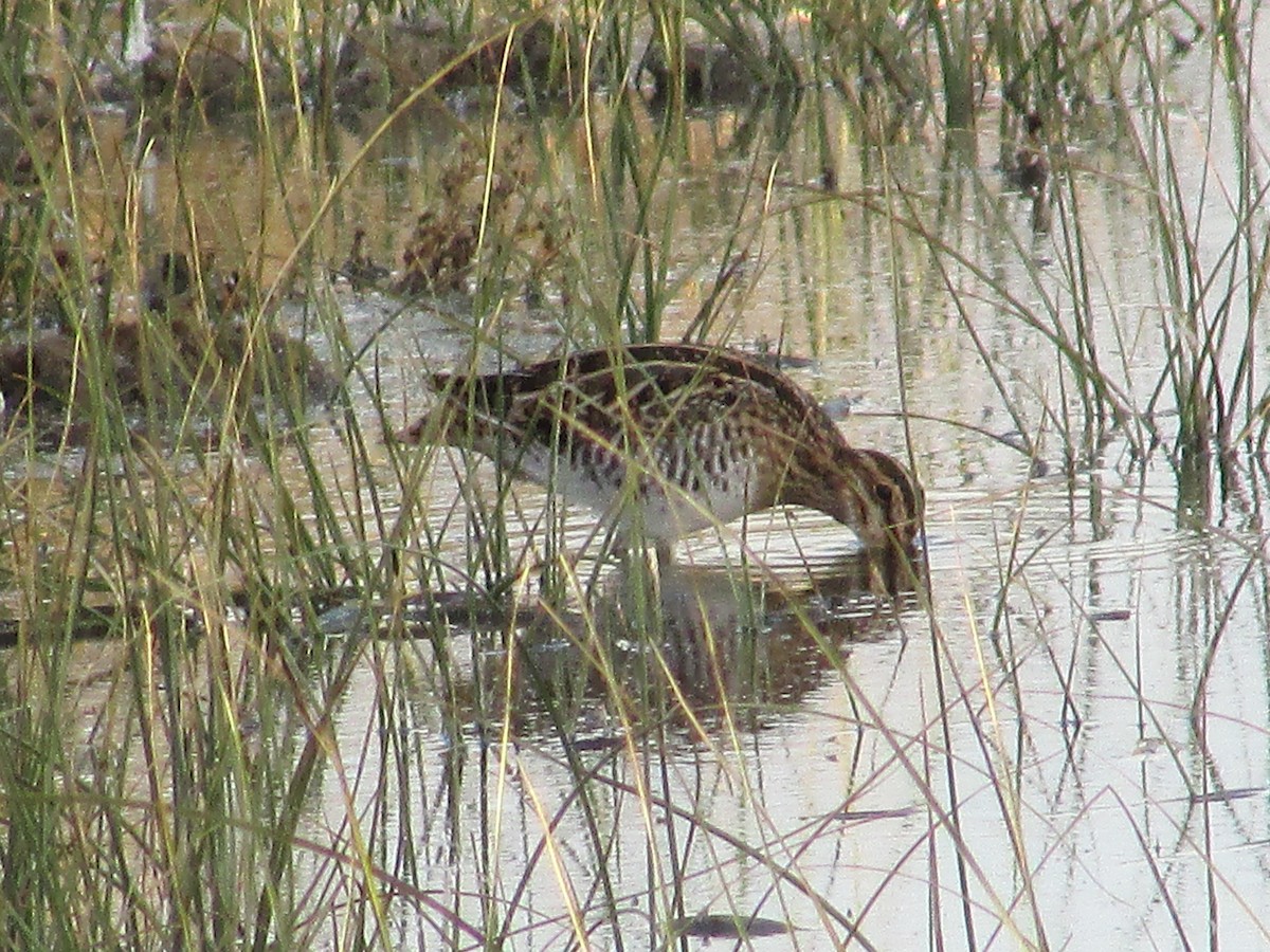 kanadabekkasin - ML644439298