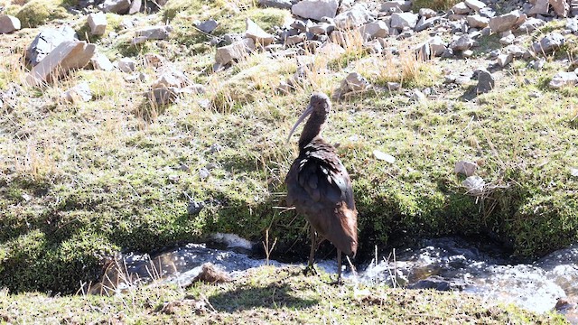 Puna Ibis - ML644439322