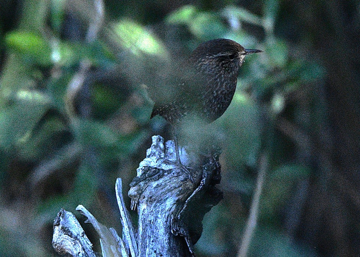 střízlík kanadský - ML644439325