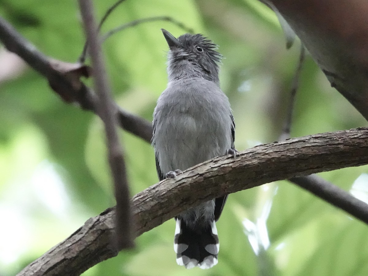 Bolivian Slaty-Antshrike - ML644439338