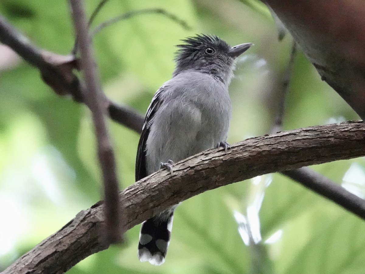 Bolivian Slaty-Antshrike - ML644439339