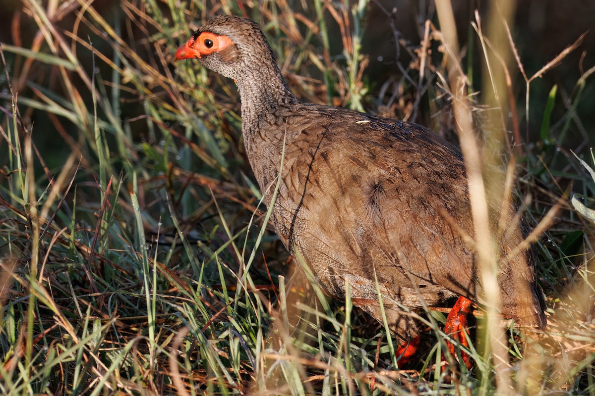 Red-necked Spurfowl - ML644439342