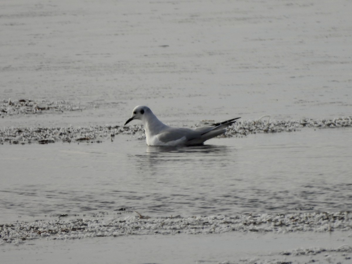 ボナパルトカモメ - ML644439350