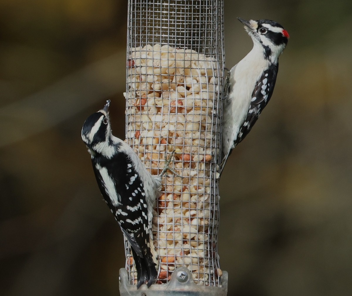 Downy Woodpecker - ML644439351