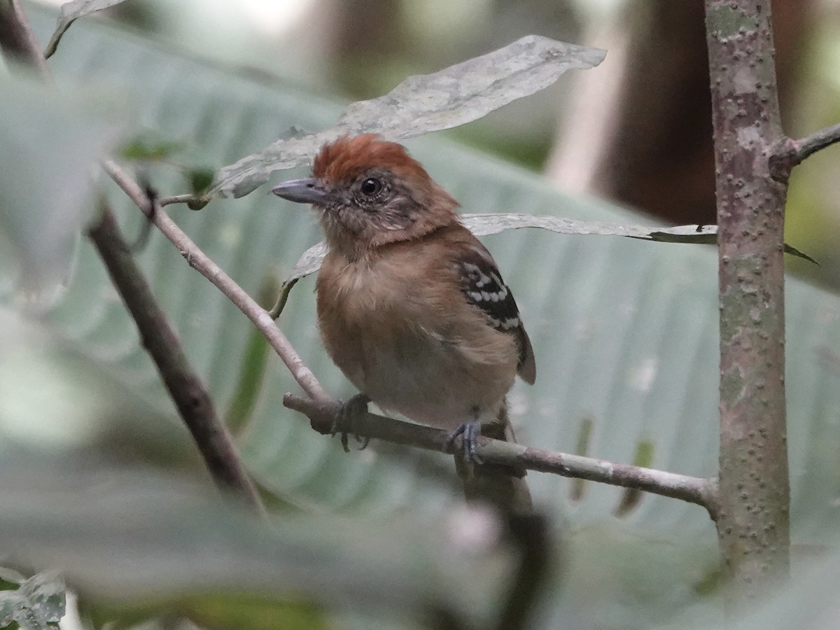 Bolivian Slaty-Antshrike - ML644439354