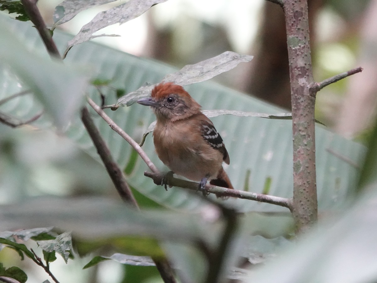 Bolivian Slaty-Antshrike - ML644439355