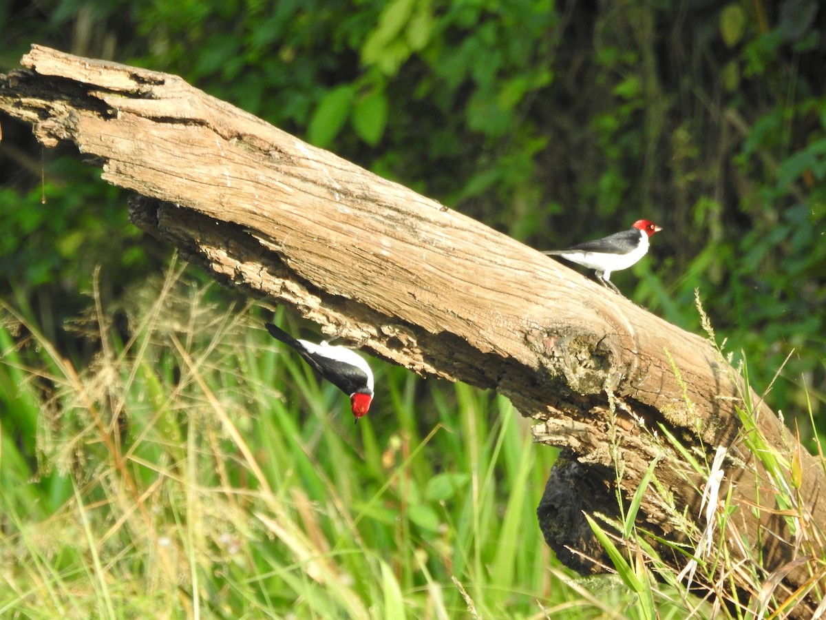 Red-capped Cardinal - ML644439357