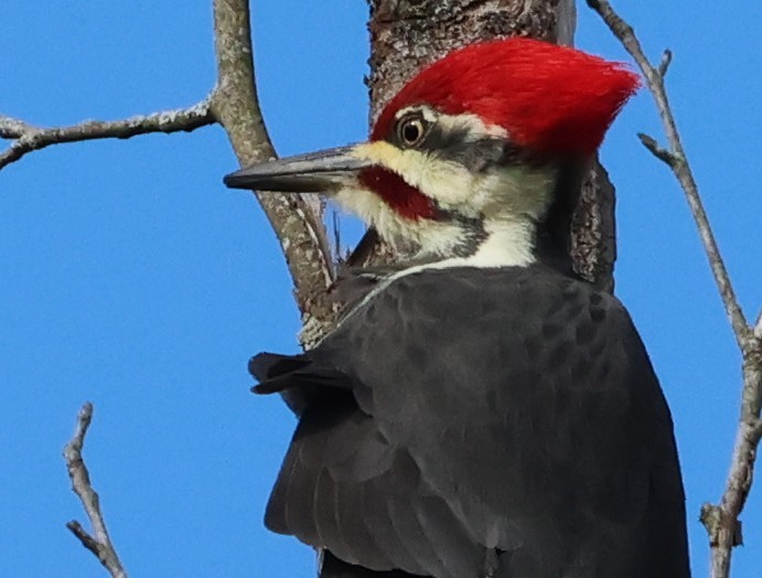 Pileated Woodpecker - ML644439358