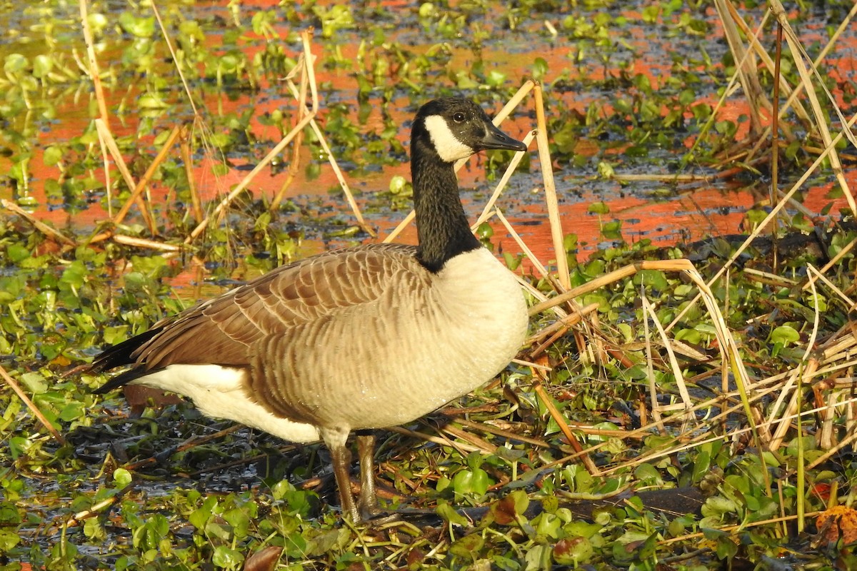 Canada Goose - ML644439359